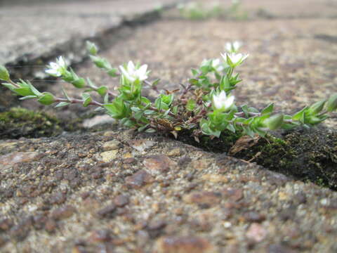 Image of Thyme-leaved Sandwort