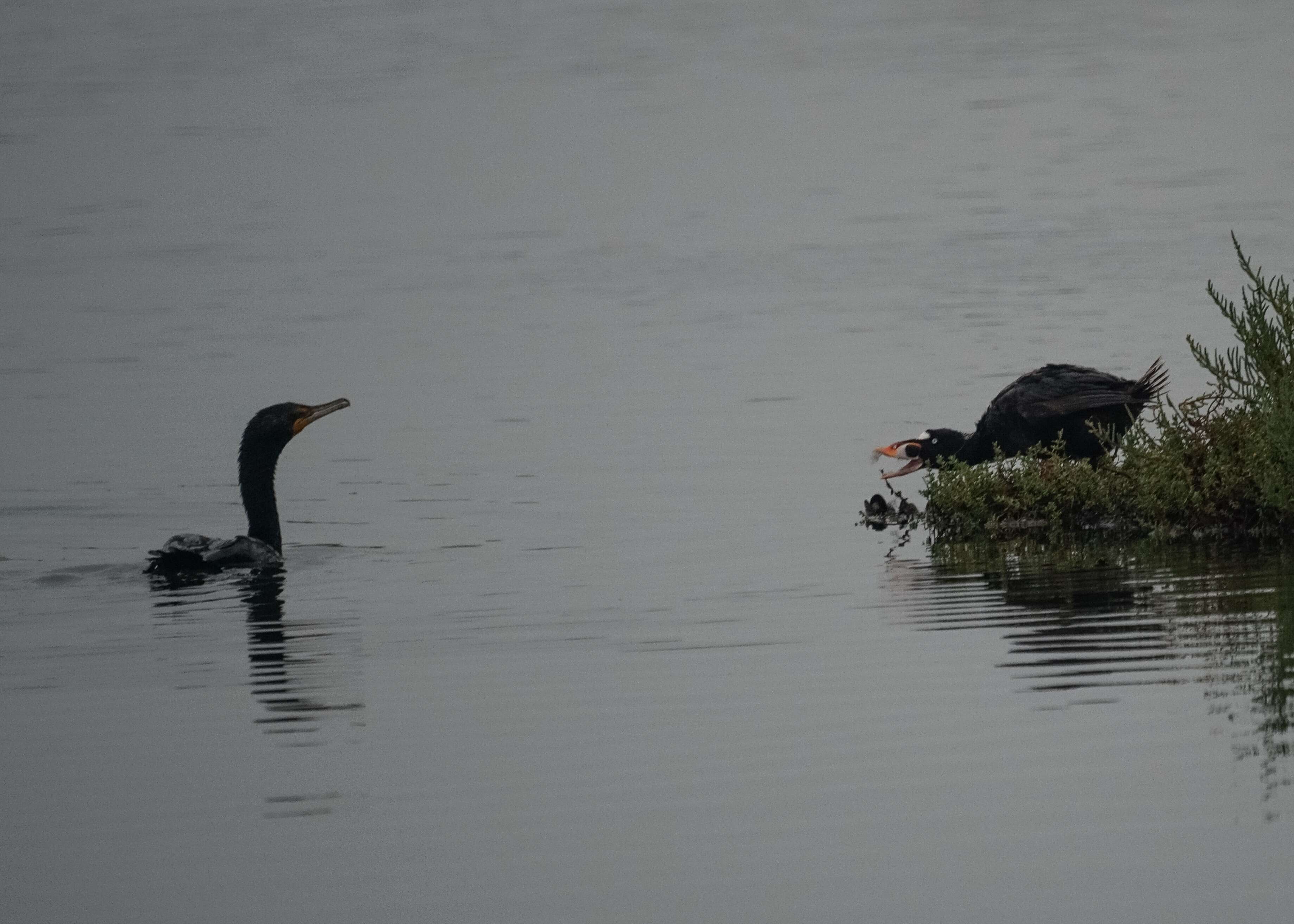 Image of scoter