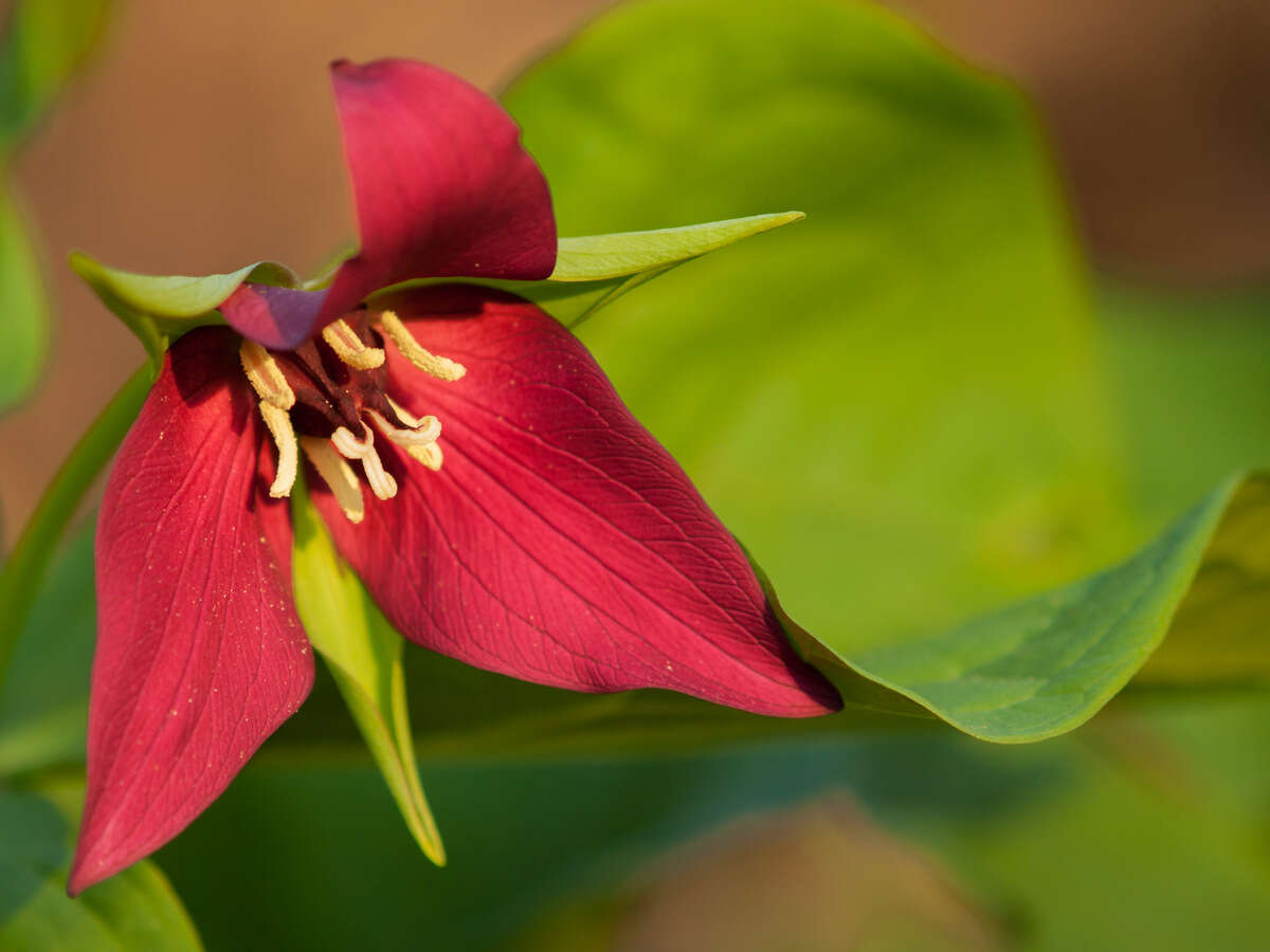 Image of trillium