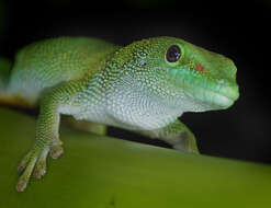 Plancia ëd Phelsuma madagascariensis Gray 1831