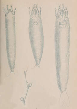 Image of Phytoptus avellanae Nalepa 1889