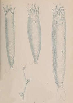 Imagem de Phytoptus avellanae Nalepa 1889