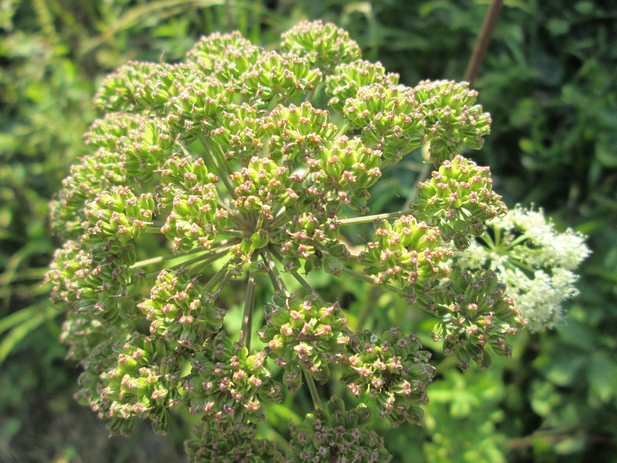 Image of wild angelica