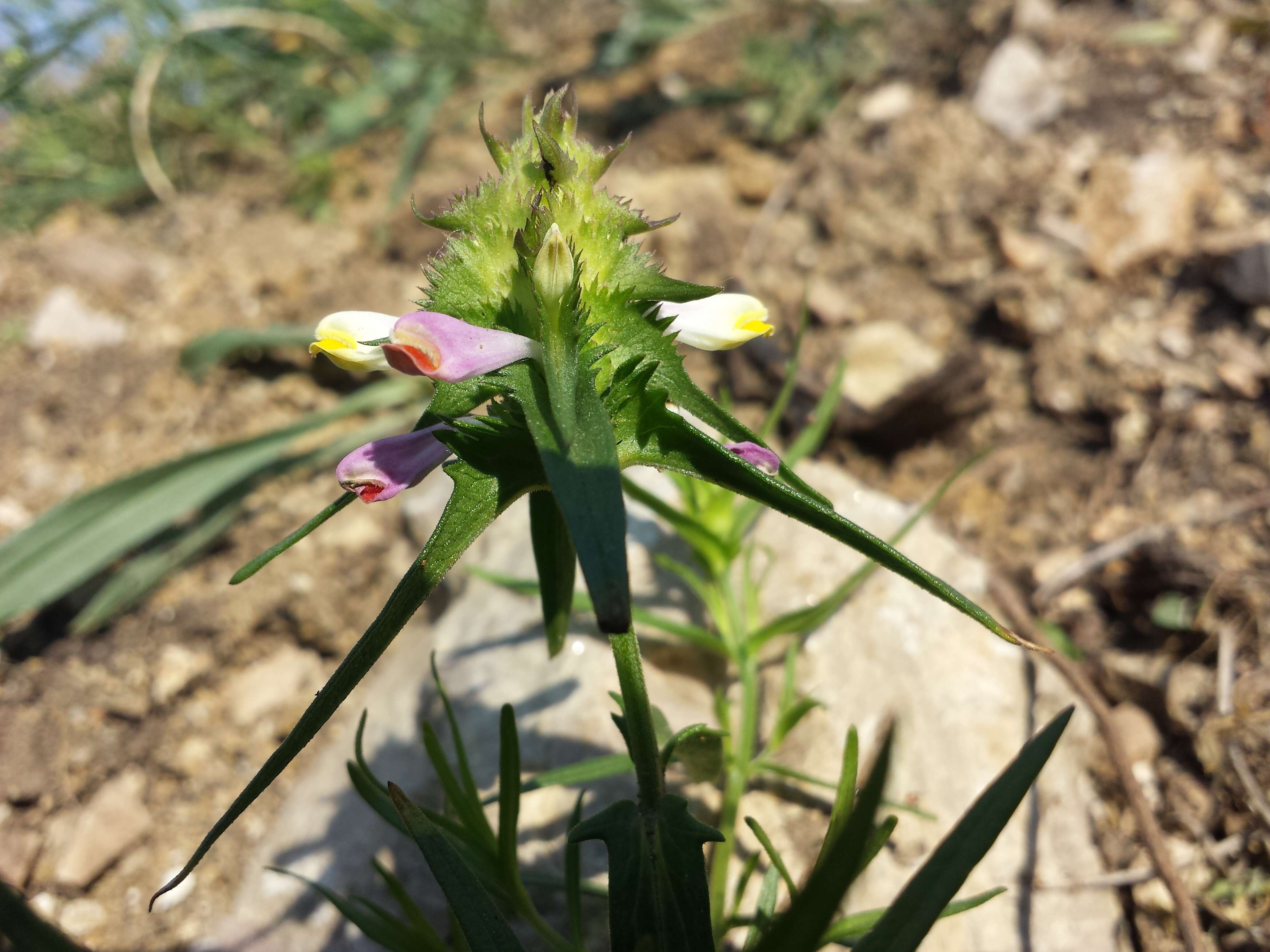 Image of Crested Cow-wheat