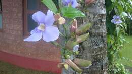 Image of laurel clockvine