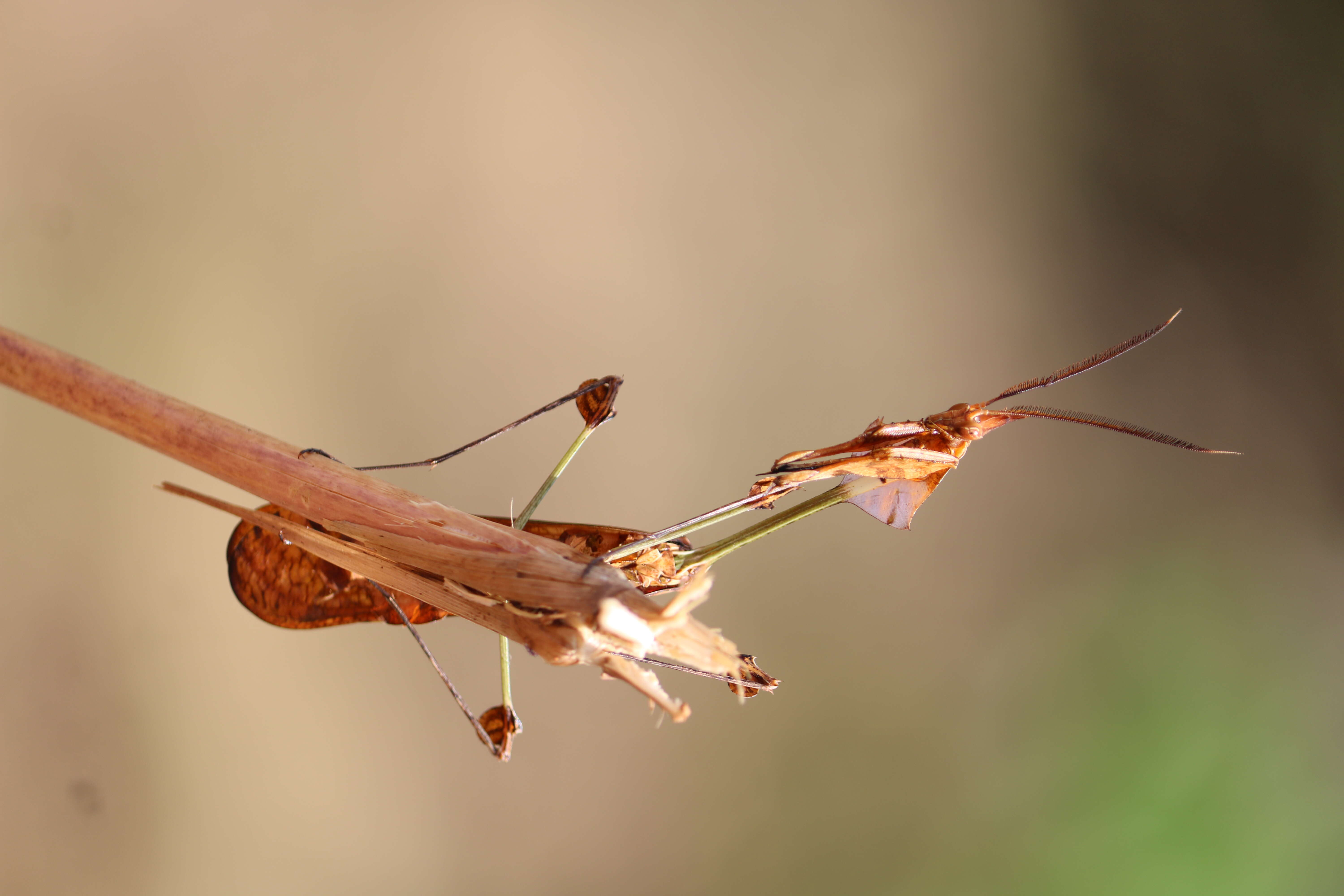 Image of Gongylus