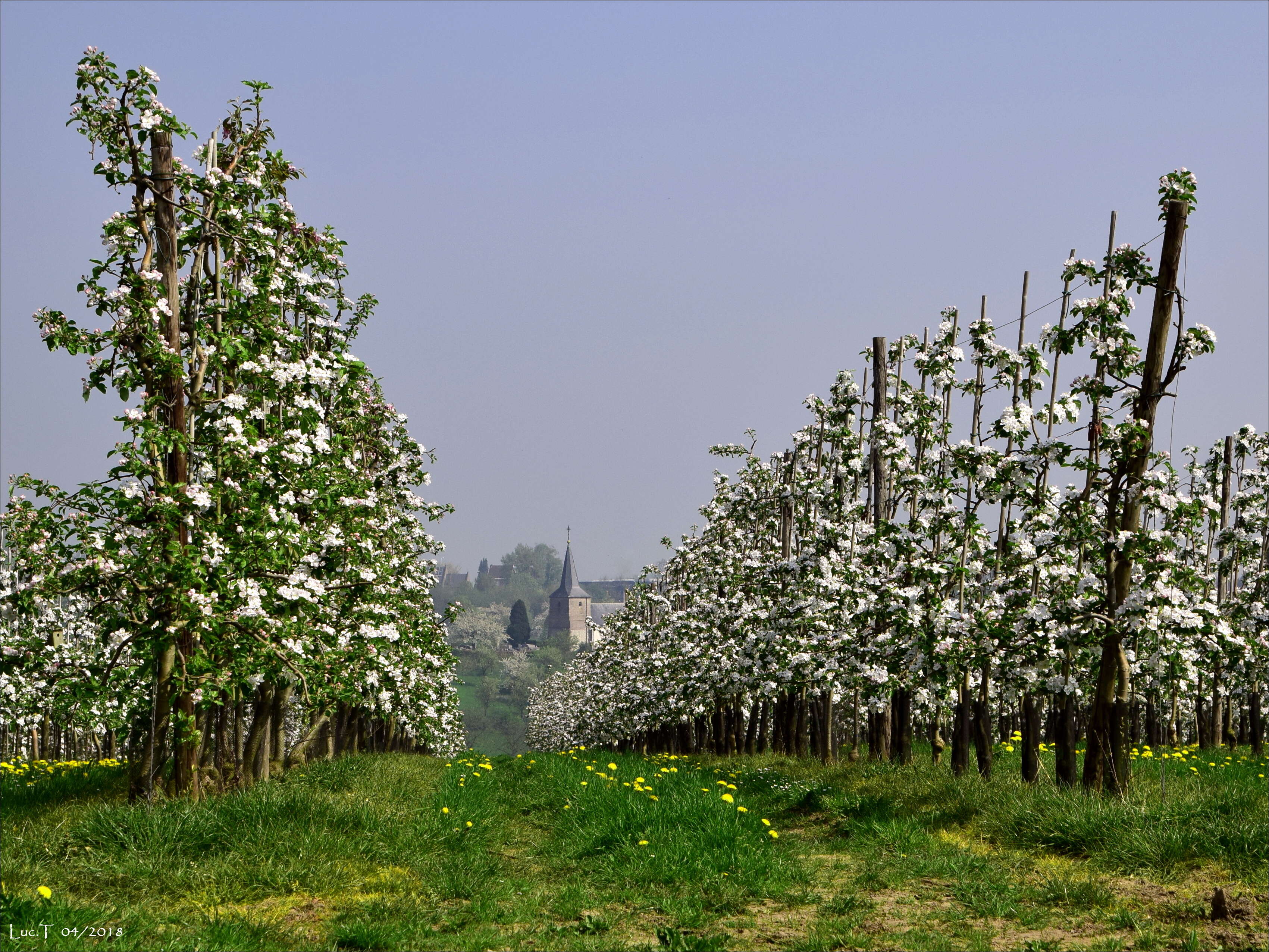 Plancia ëd Pyrus communis L.