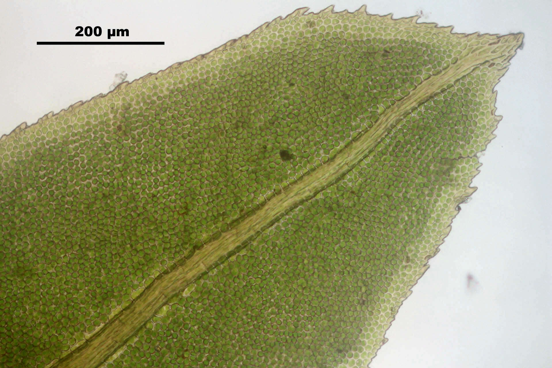 Image of fissidens moss