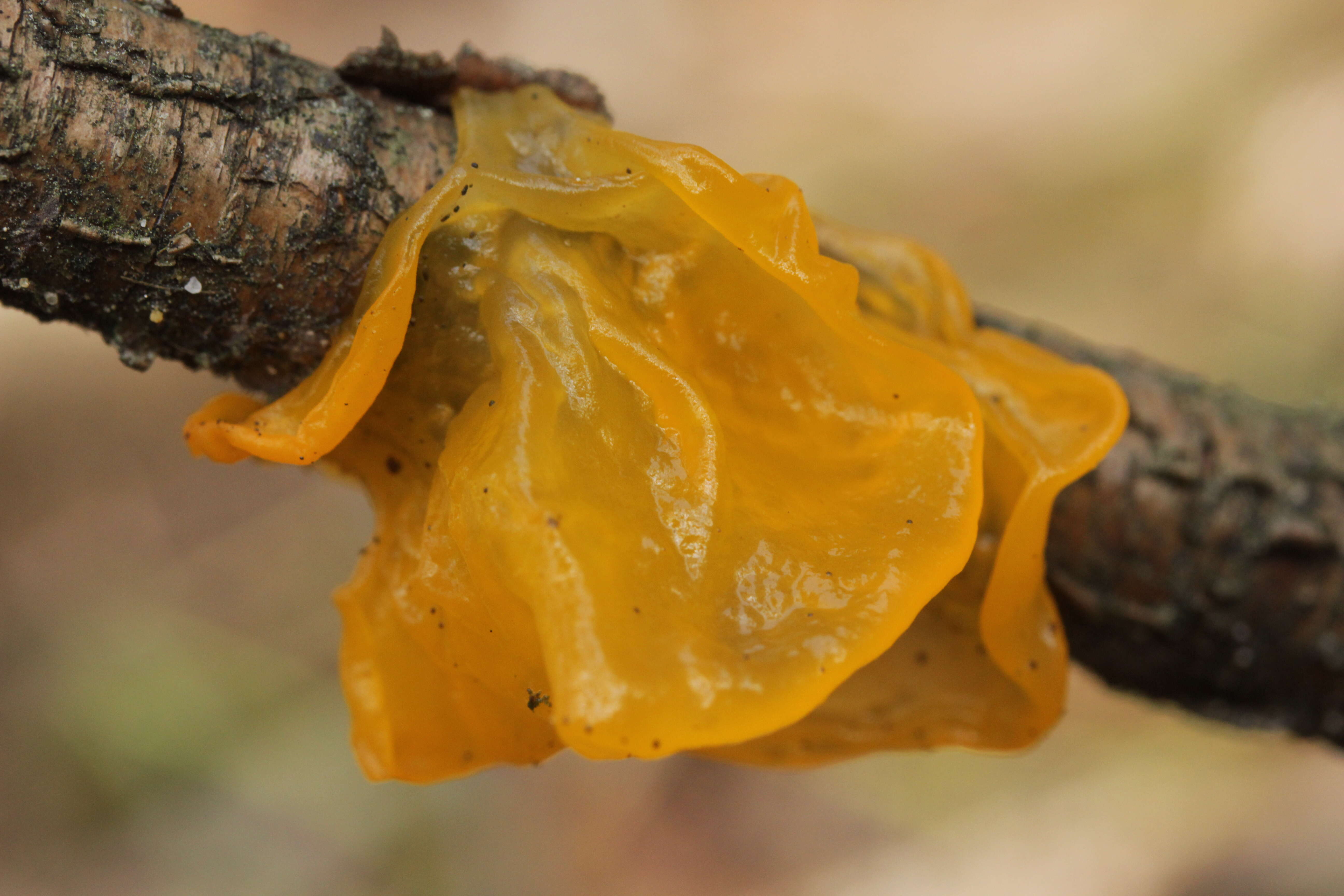 Image of Witches butter