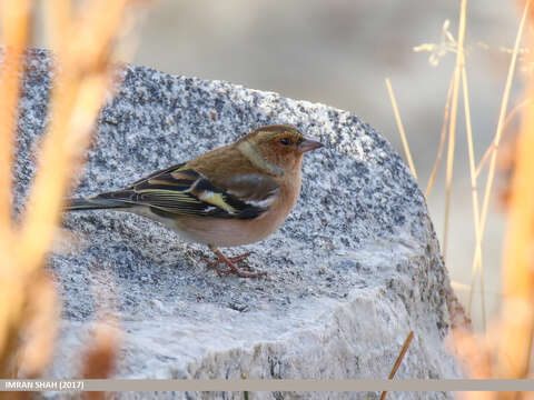 Image of Fringilla Linnaeus 1758