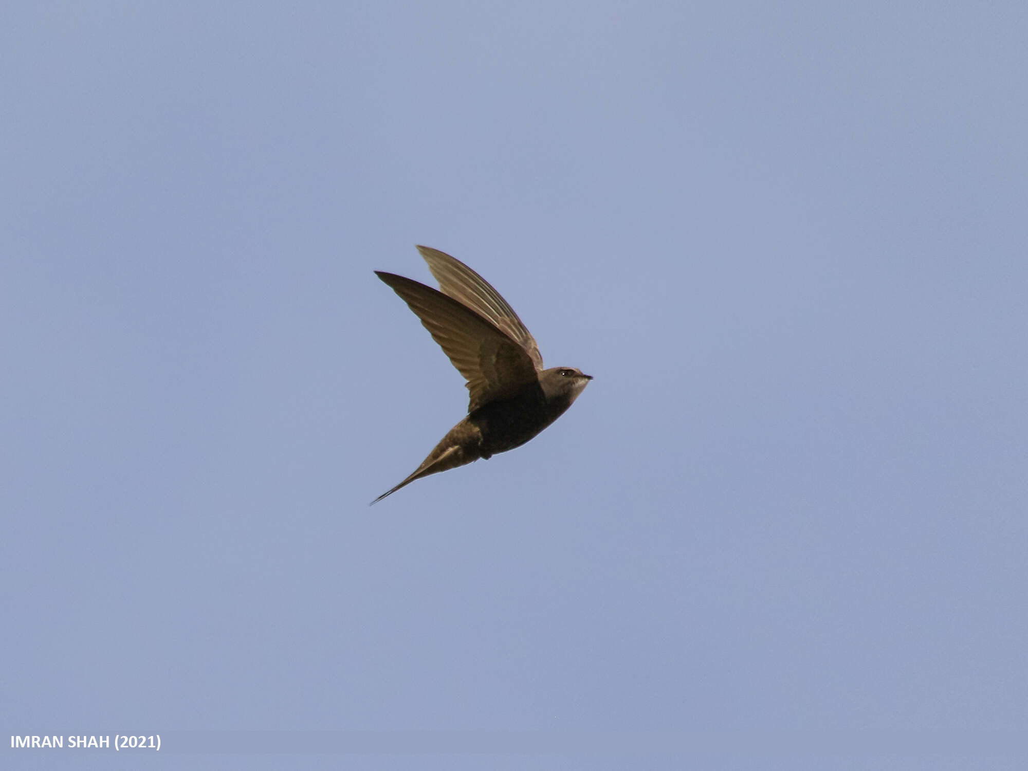 Image of swift, common swift