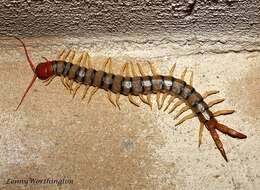 Image of Giant Redheaded Centipede