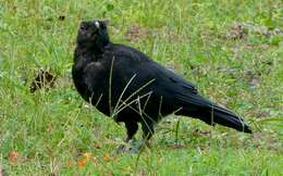 Image of Eastern Carrion Crow