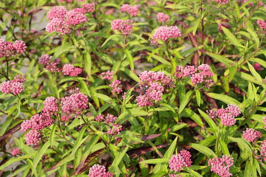 Image of swamp milkweed