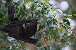 Image of Black Flying Fox