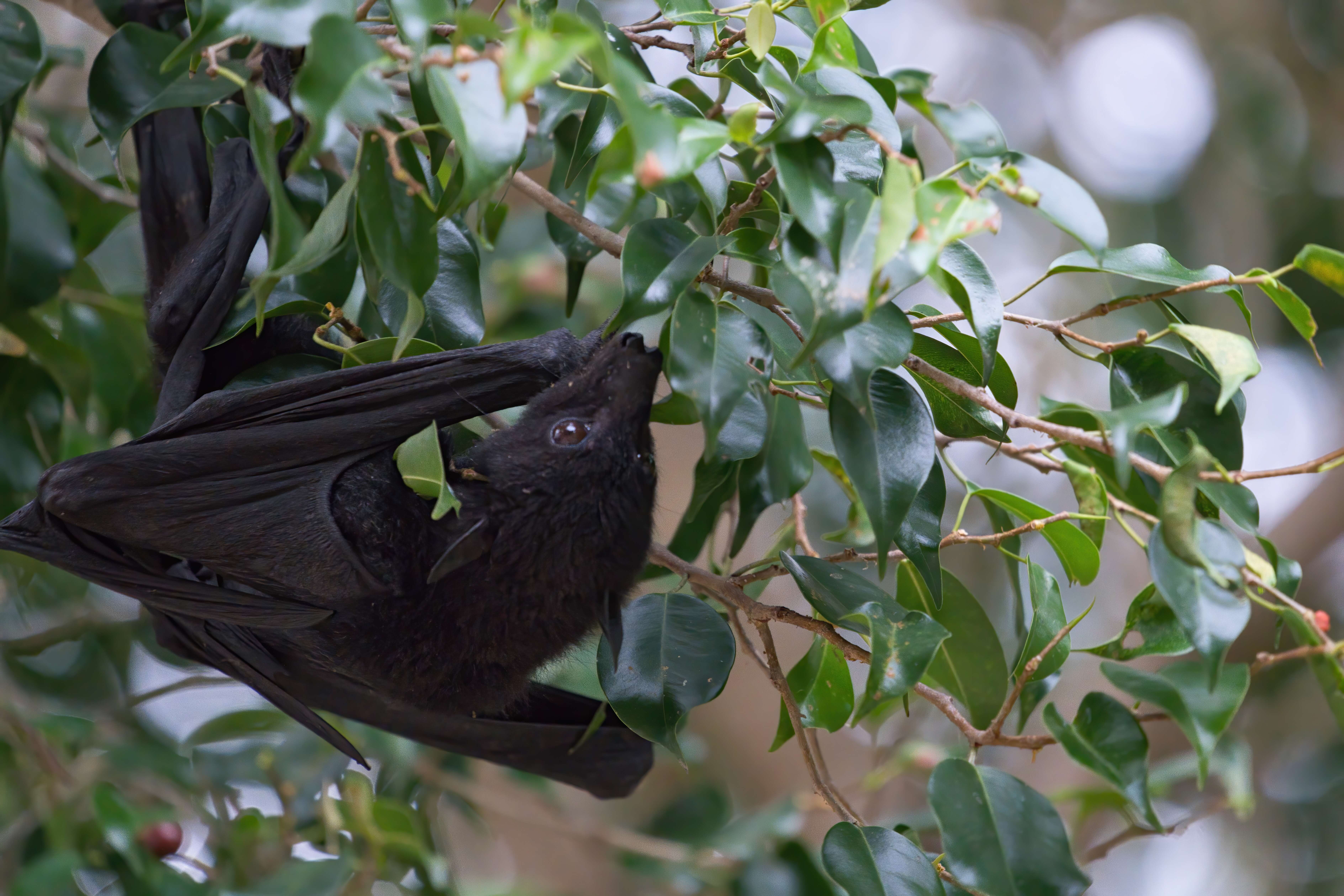 Image of Black Flying Fox