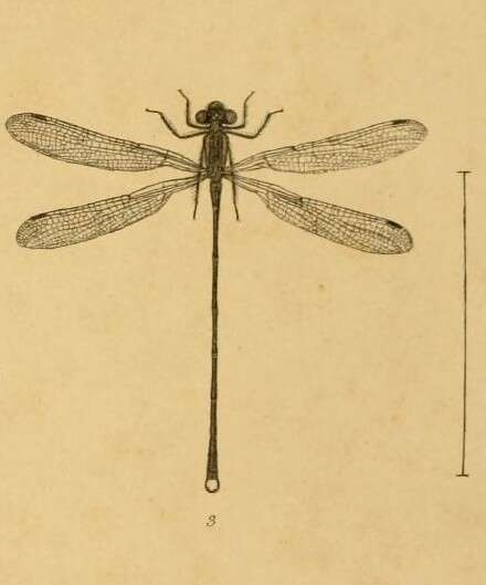 Sivun Austrolestes colensonis (White ex White & Gardiner Butler 1846) kuva