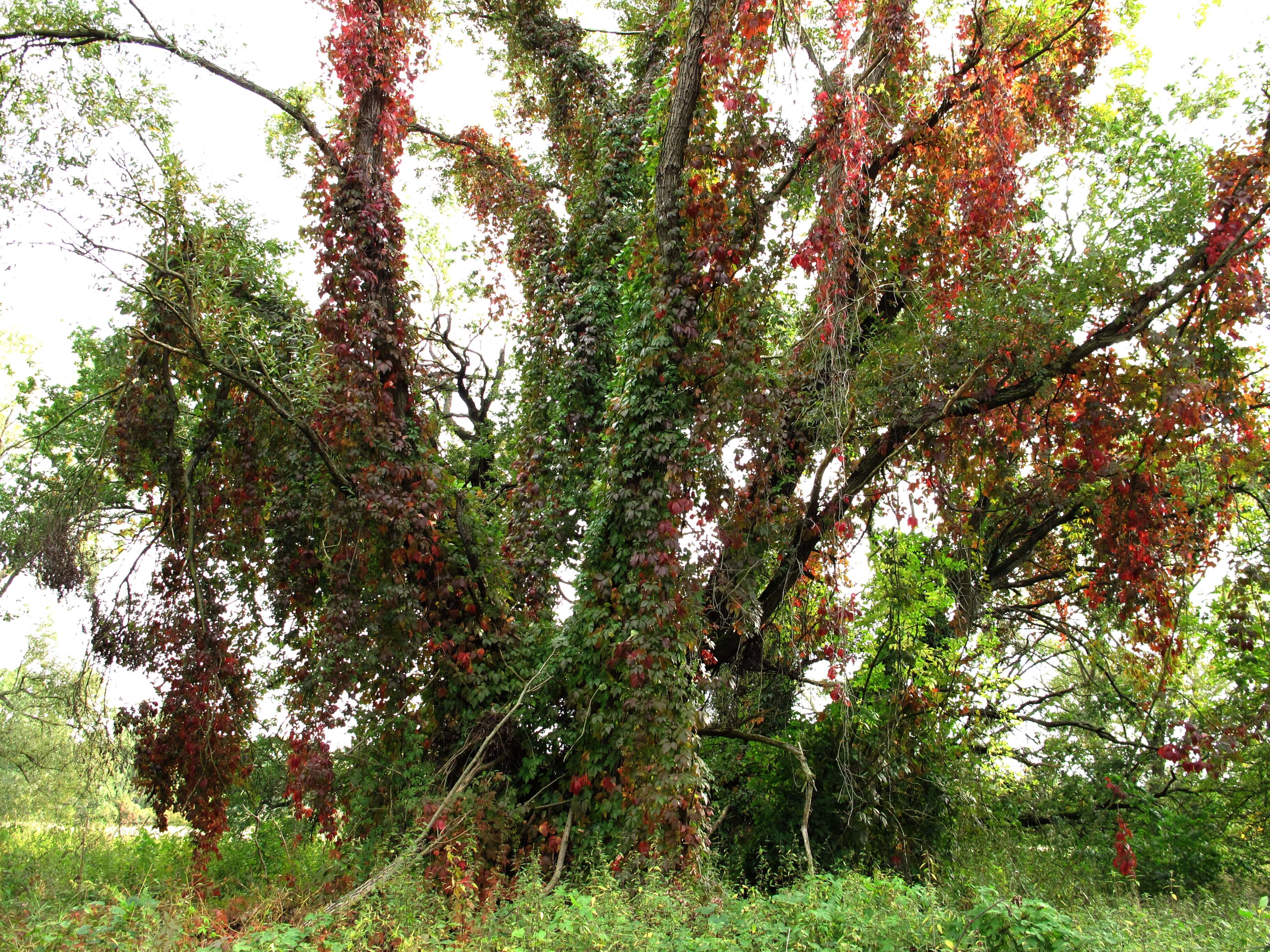 Image de vigne vierge commune