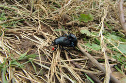 Image of Timarcha tenebricosa