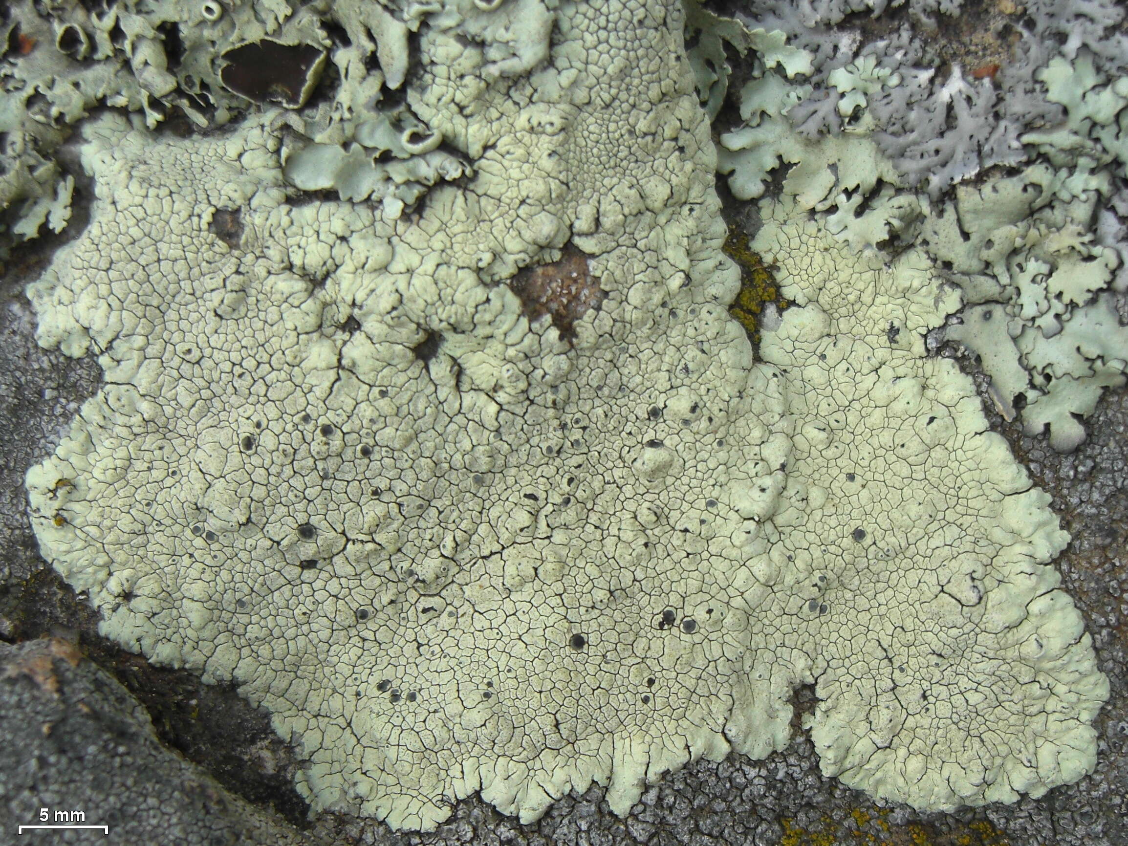 Image of Golden moonglow lichens
