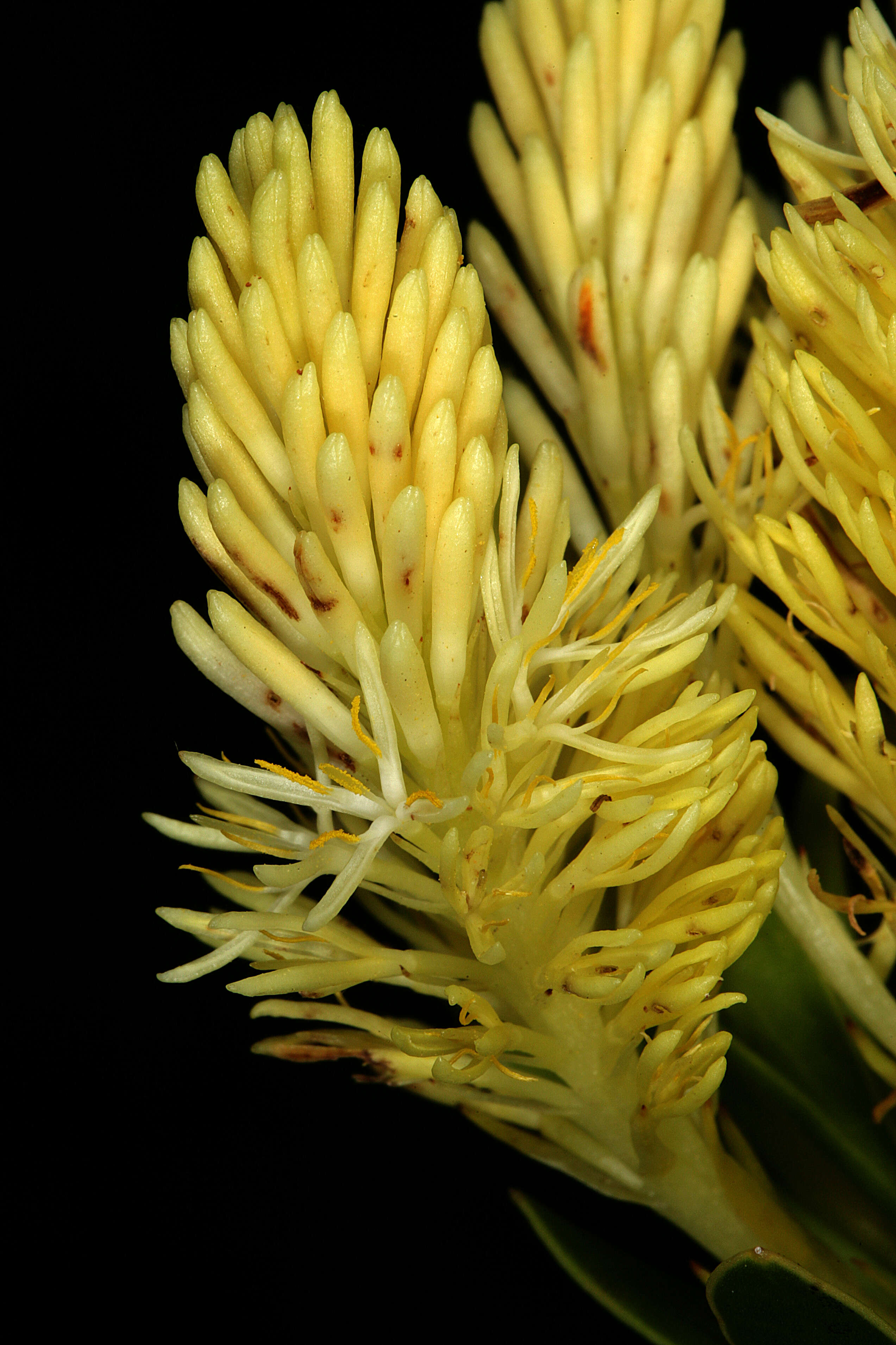 Image of Featherbush