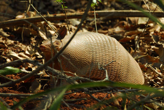 Image of long-nosed armadillos