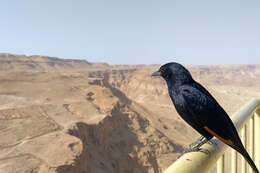 Image of Arabian Chestnut-winged Starling