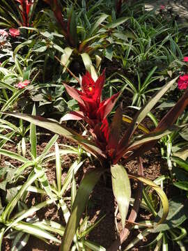 Image of droophead tufted airplant