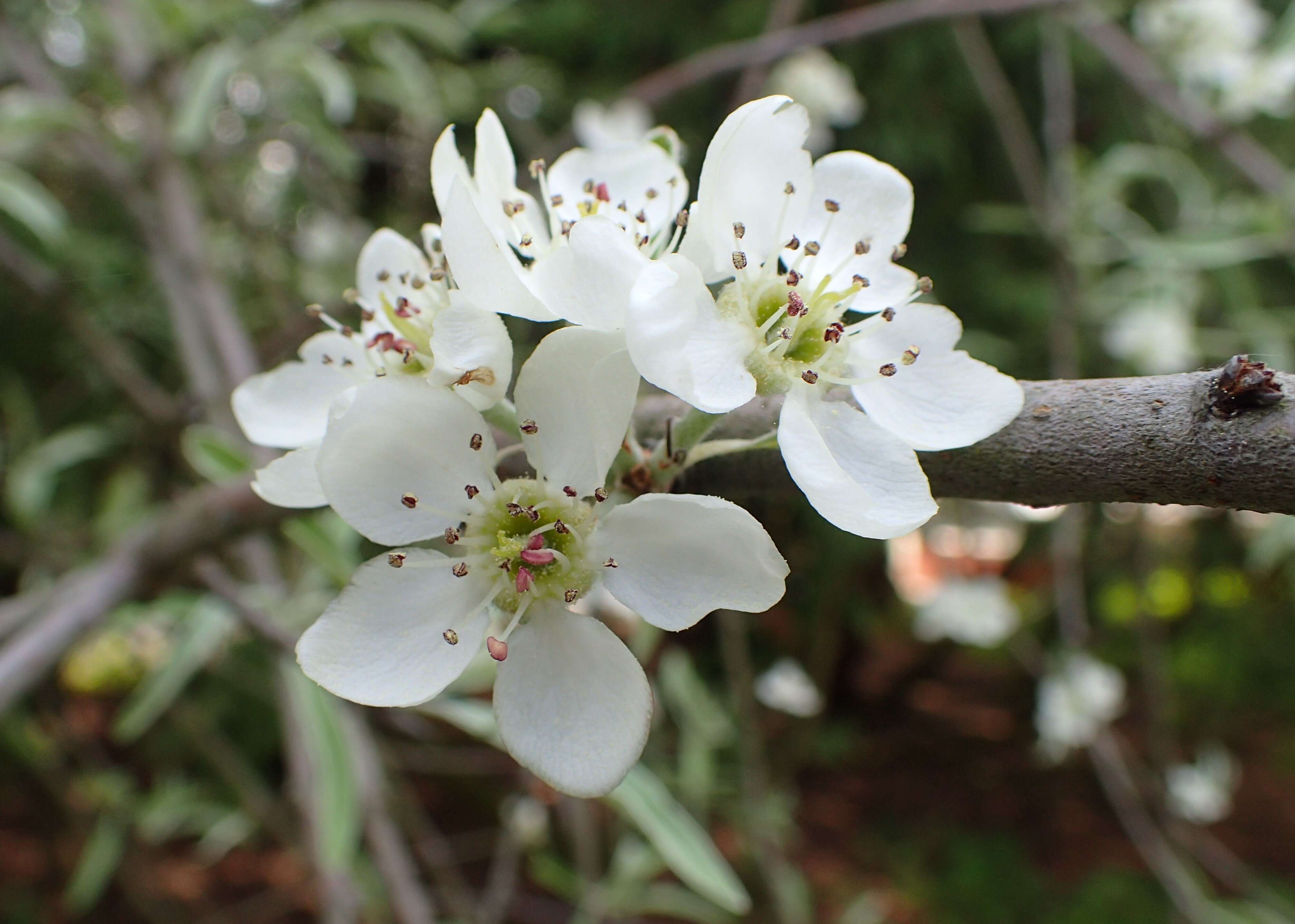 Plancia ëd Pyrus salicifolia Pall.