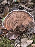 Ganoderma applanatum的圖片