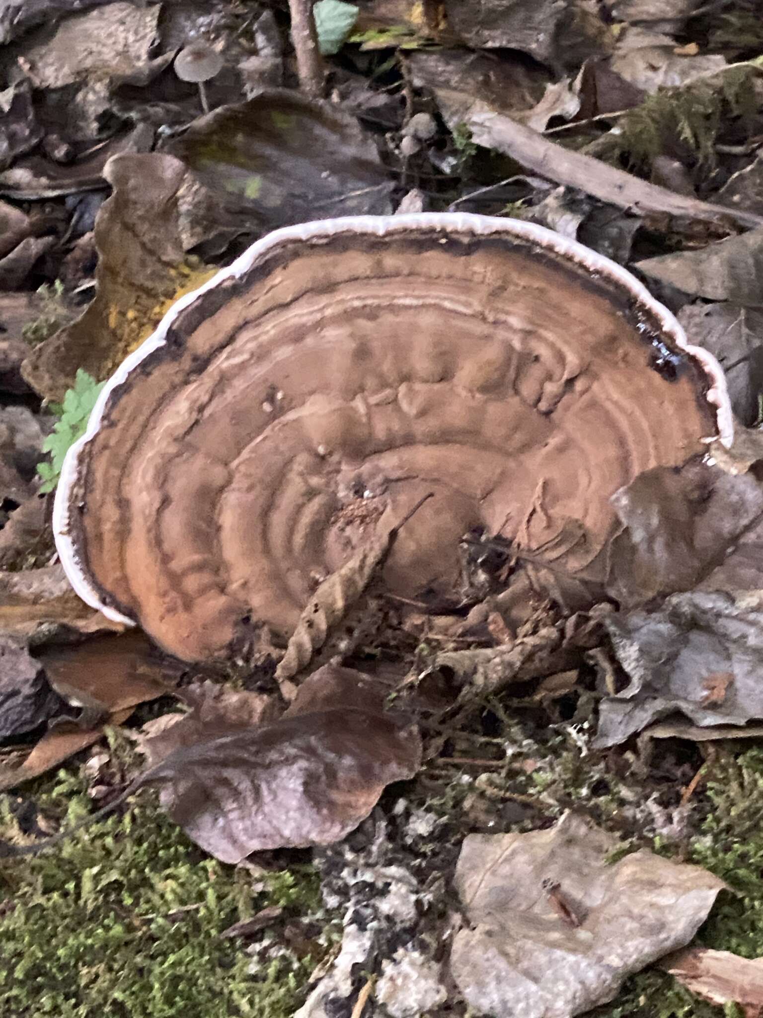 Image of Ganoderma applanatum