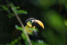 Image of Chestnut-mandibled Toucan