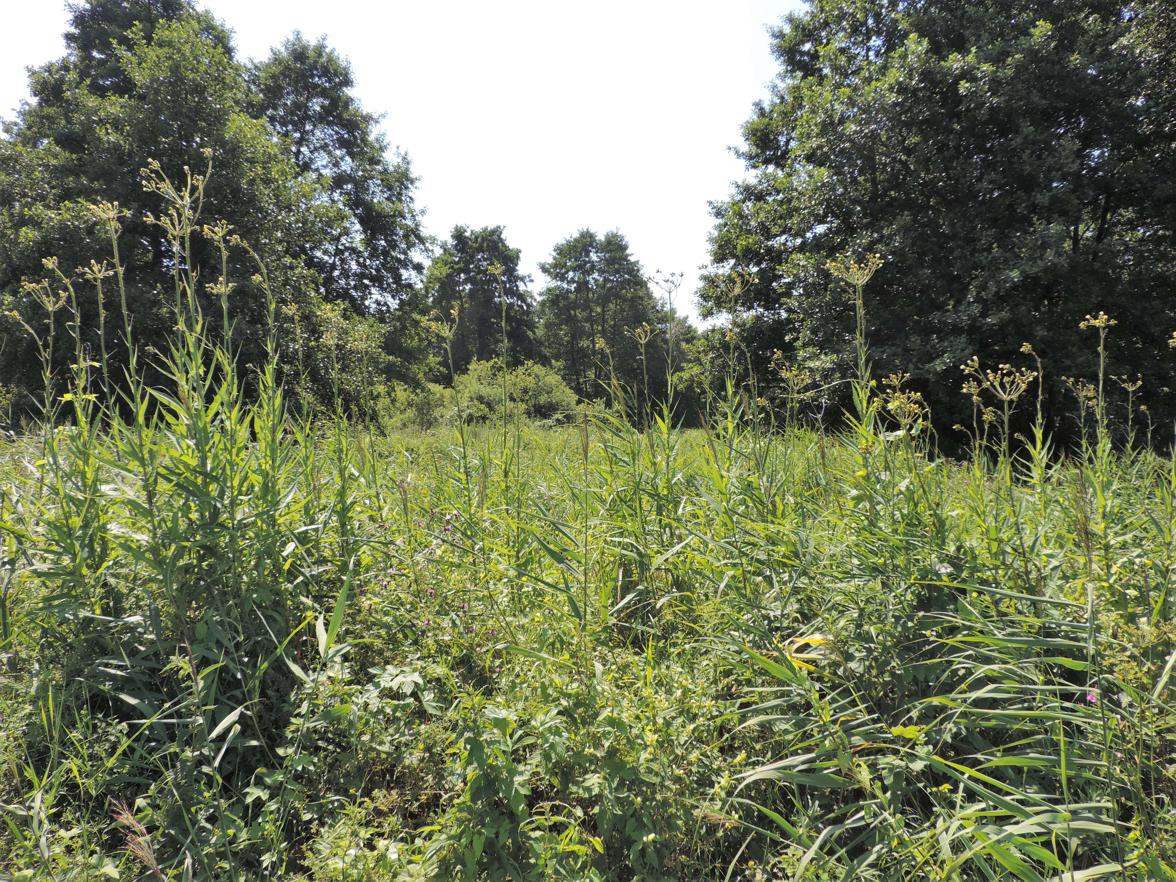 Image of marsh sow-thistle