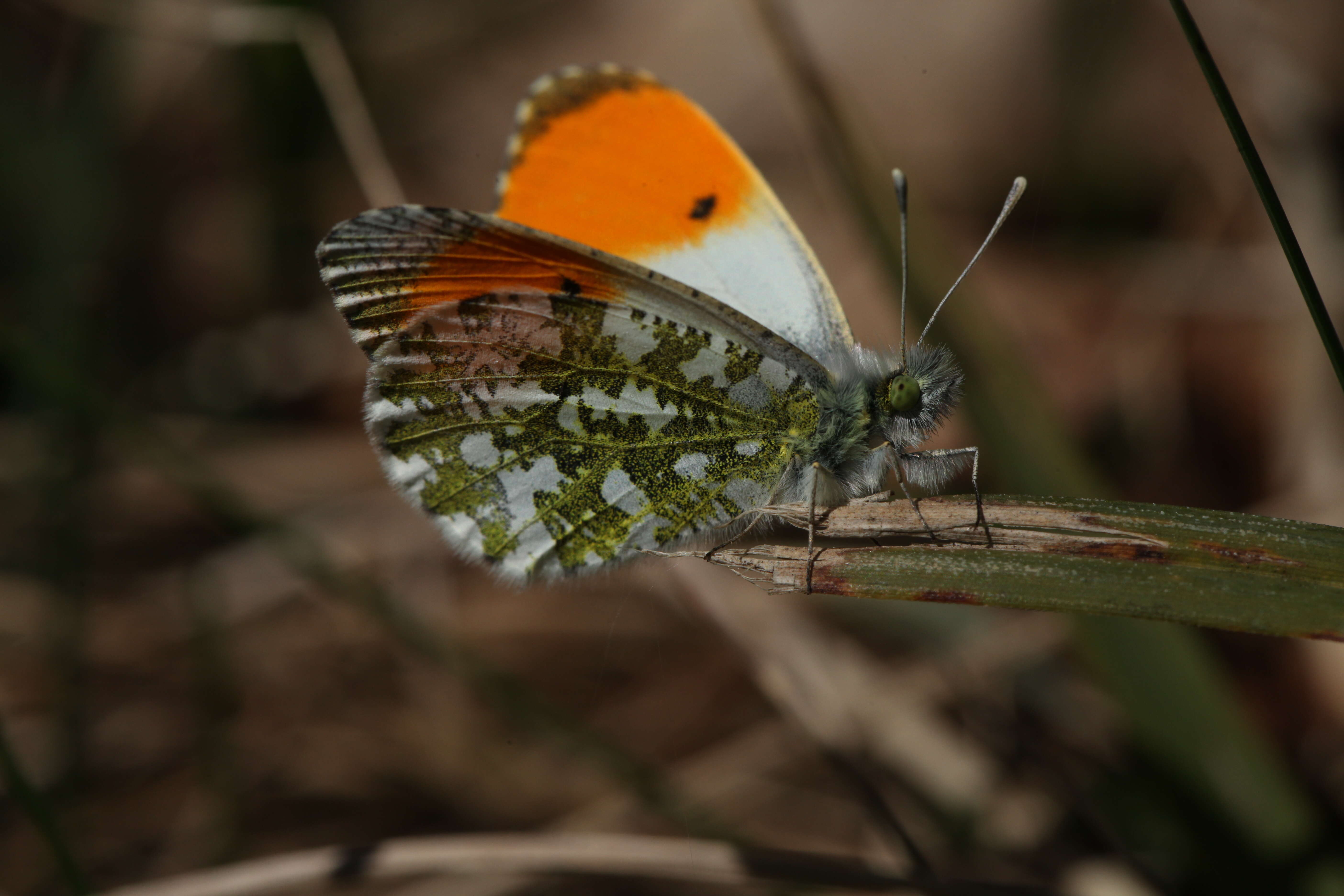 Image of orange tip