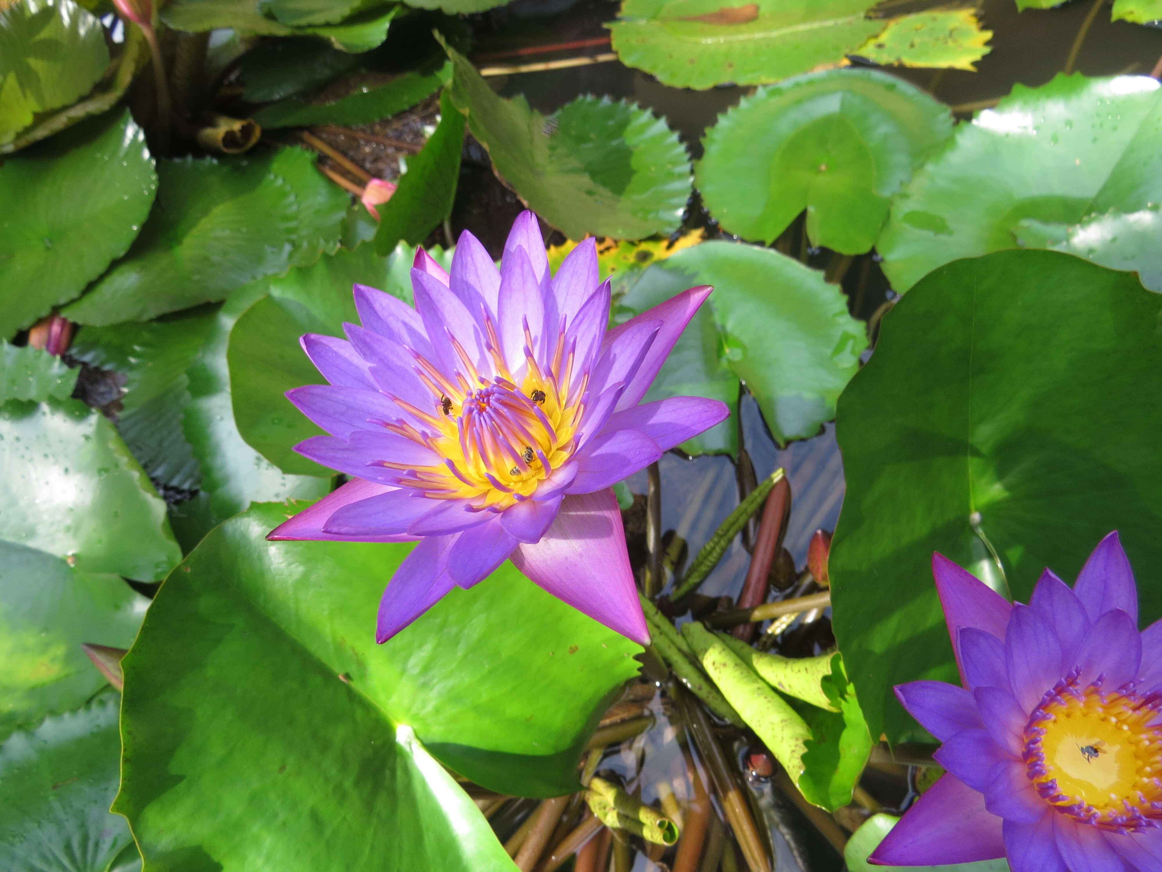 Image of blue star water-lily