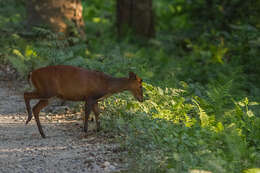 Image of Barking Deer