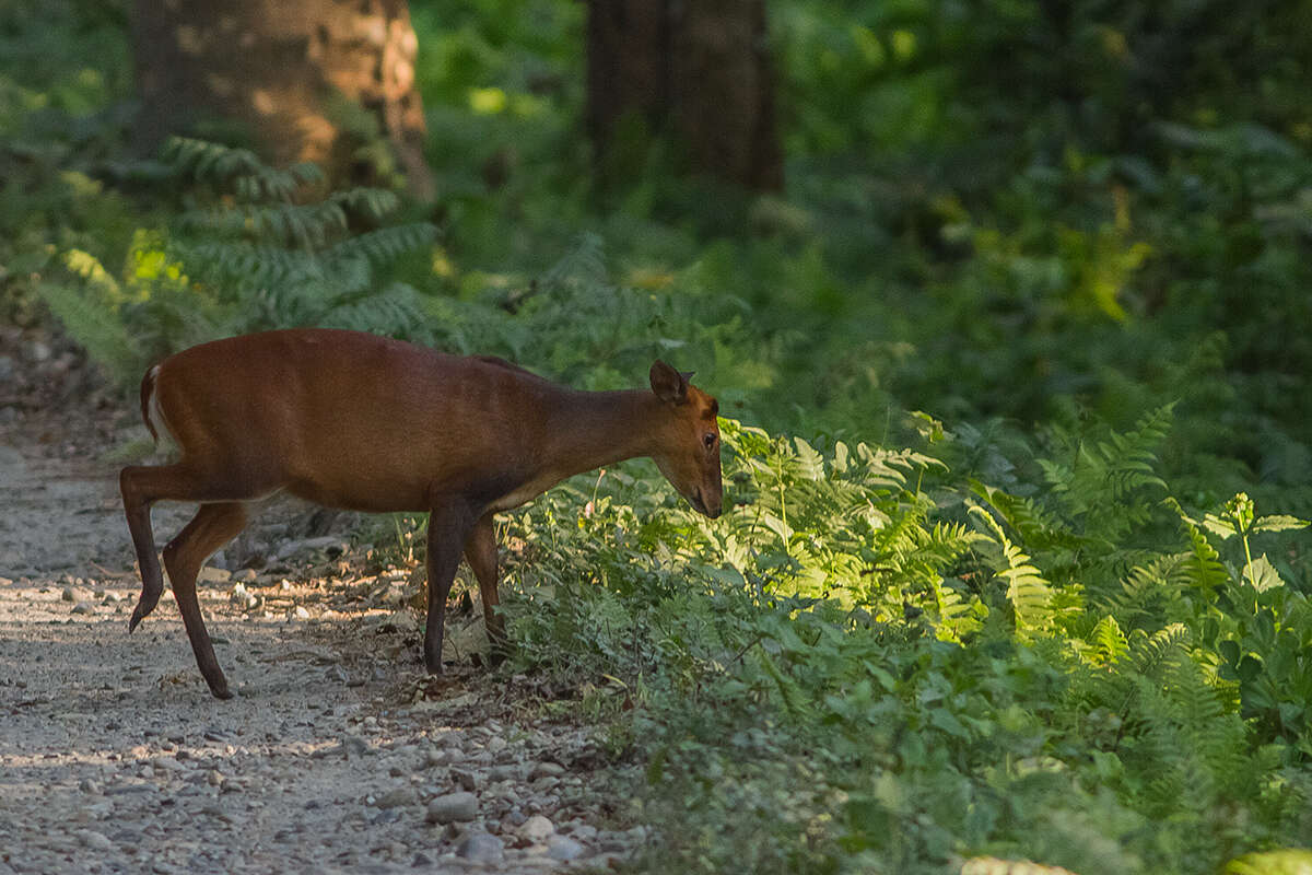 Image of Barking Deer