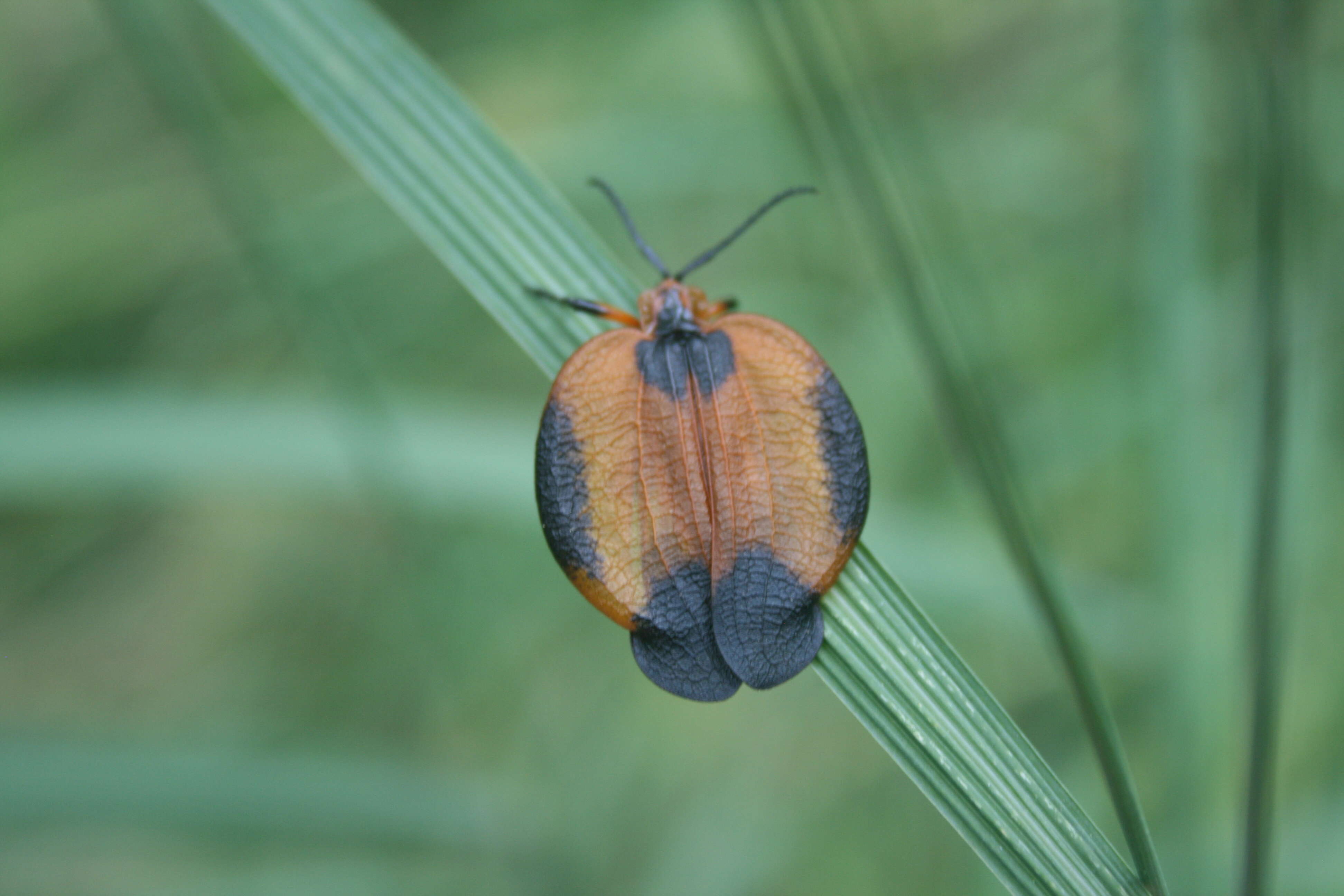 Image of Lycus trabeatus