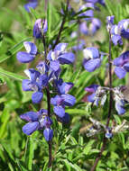 Image of broadleaf lupine