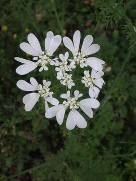 Imagem de Orlaya grandiflora (L.) Hoffm.