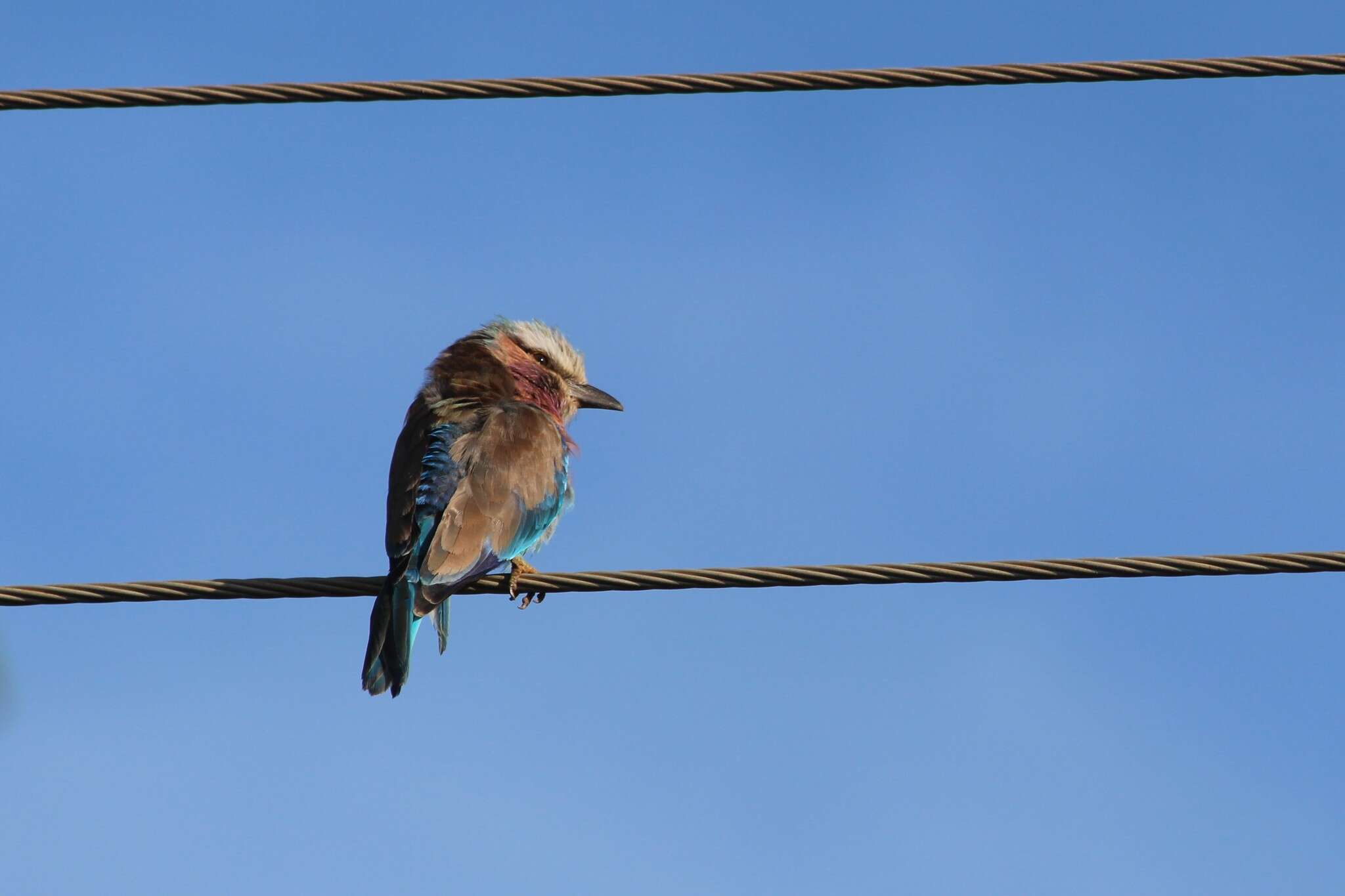 Image of Lilac-breasted Roller