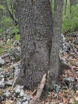 Image of Turkish Hazel