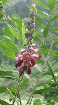 Image de Pueraria montana var. lobata (Willd.) Sanjappa & Pradeep