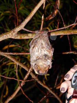 Image of Hawaiian Hoary Bat