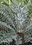 Image of Eastern Cape Blue Cycad