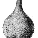 Image de Rhopalodinidae Théel 1886