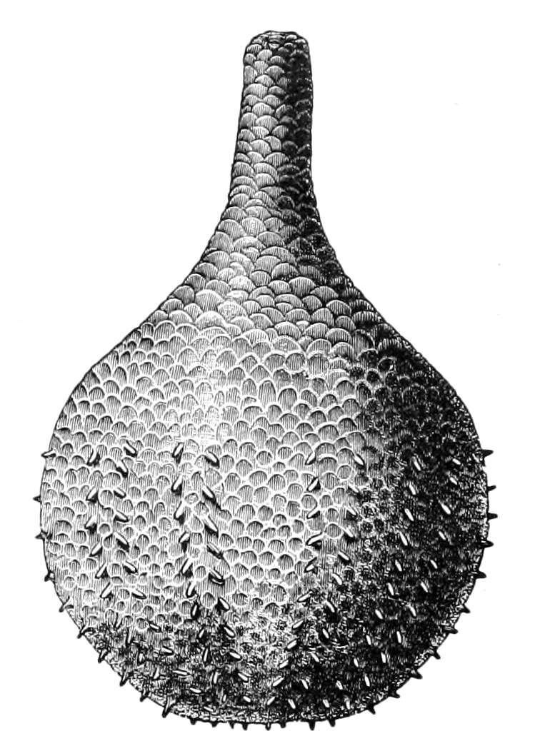 Image of Rhopalodinidae Théel 1886