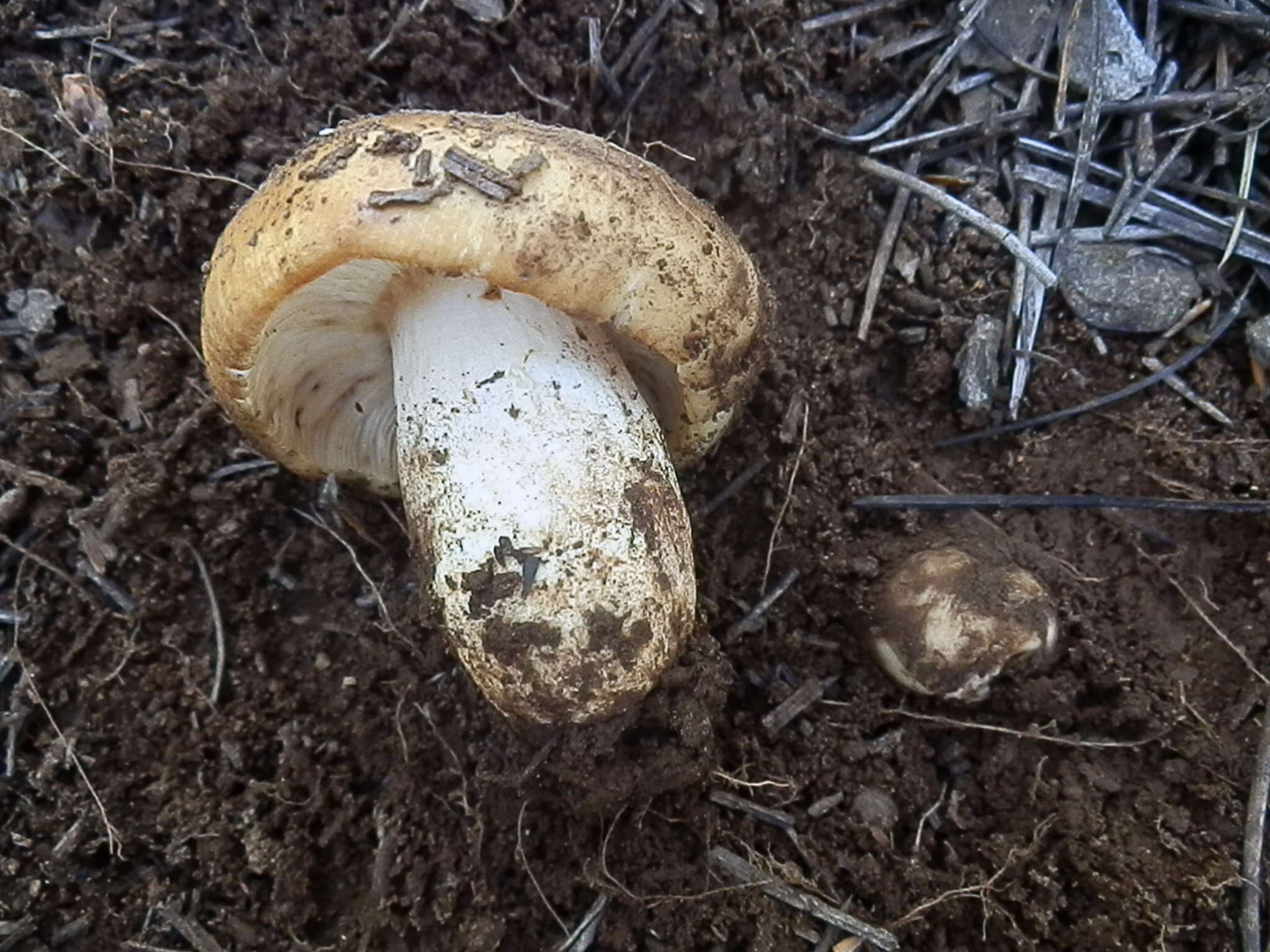 Image of Stinking Russula