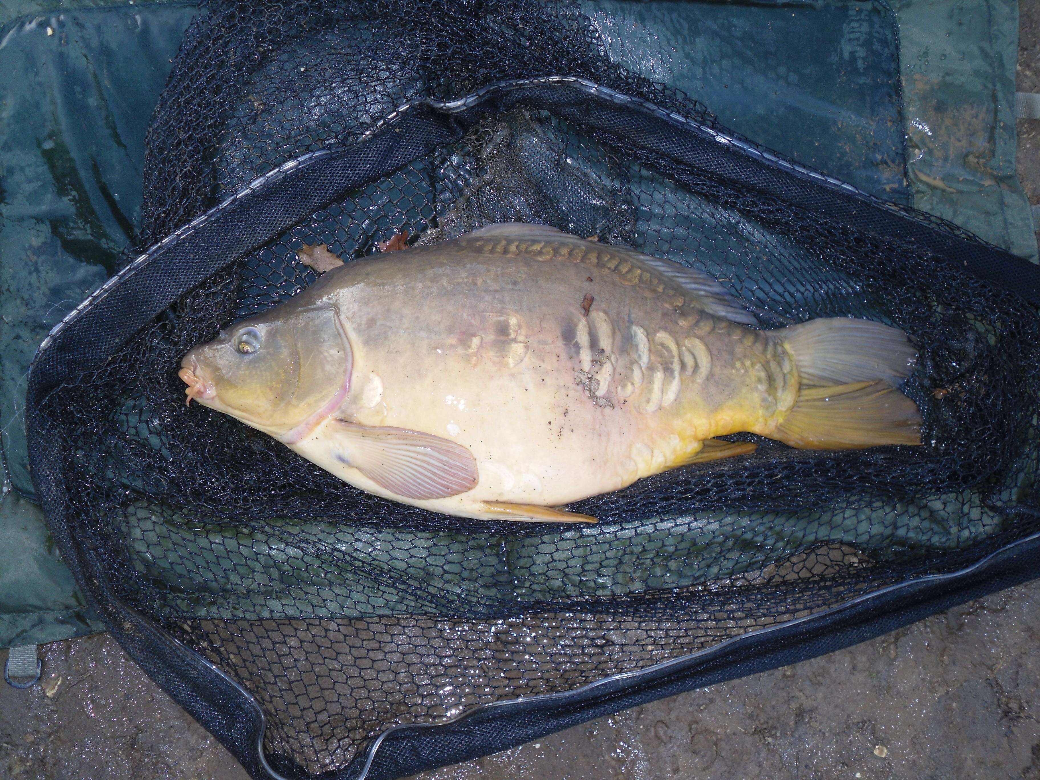 Image de Cyprinus carpio carpio