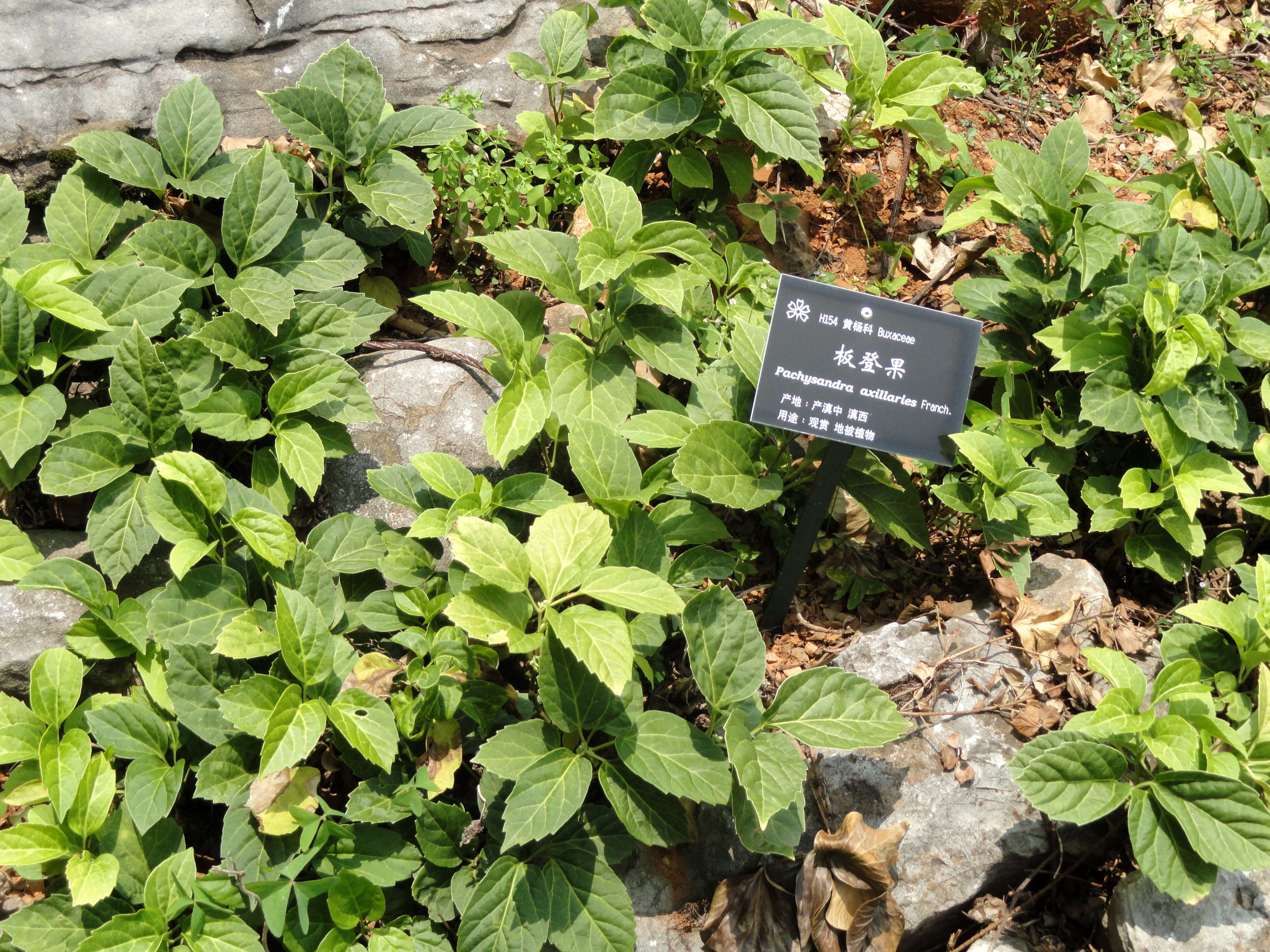 Image of Pachysandra axillaris Franch.